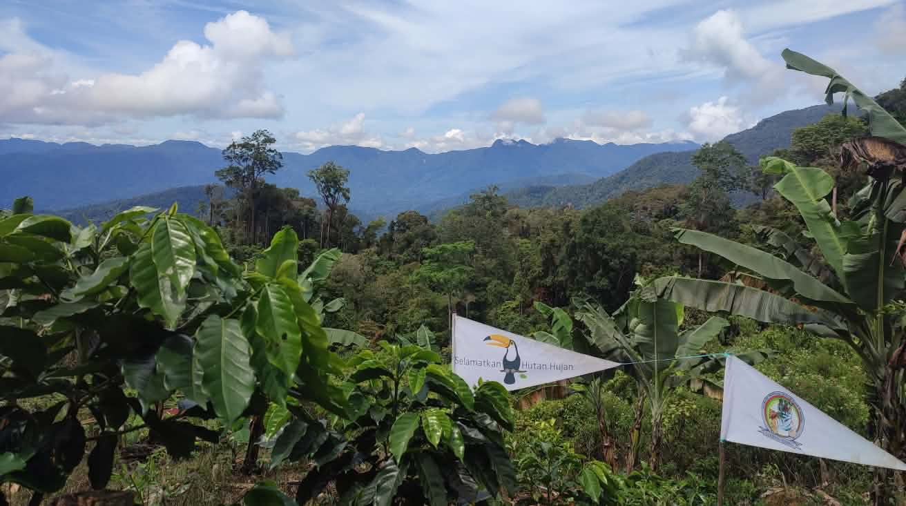 Los Tigres de Pining y Salva la Selva (en Indonesia Hutan Hujan) colaboran para salvar el ecosistema de Leuser