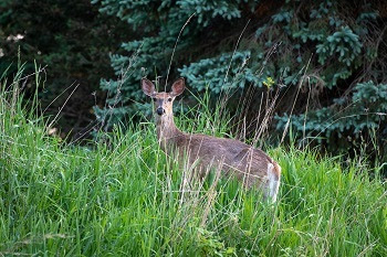 a mature tan and white white-tailed deer stands in tall, wispy grass against a lush green forest