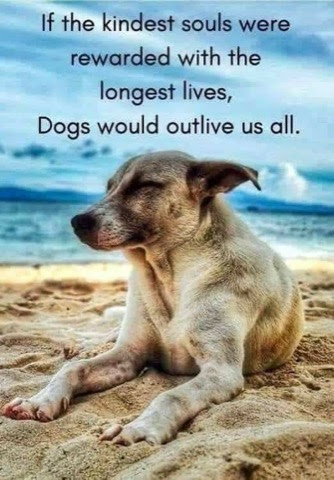 Dogs-Kindest-Souls