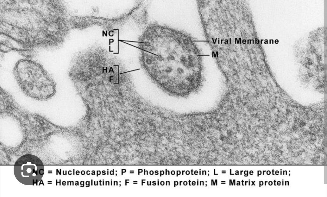 Logician Monday: How many VIRUSES do you need to show me a picture of ONE?