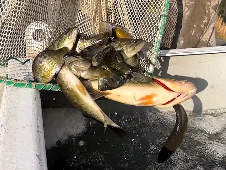 Johnson Pond fish