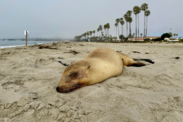 A dead California sea lion on a beach lined with a row of palm trees in the background