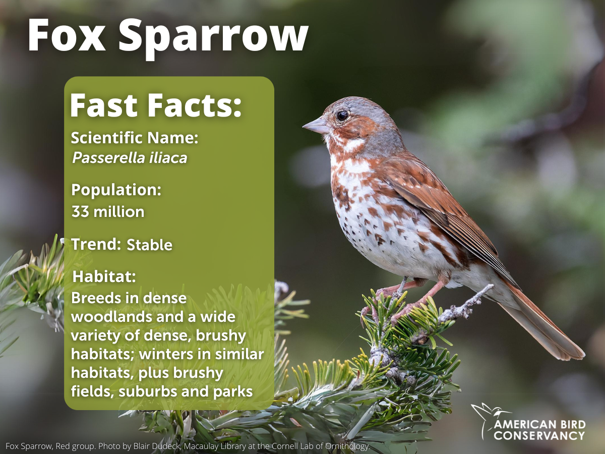 Fox Sparrow, Red group. Photo by Blair Dudeck_Macaulay Library at the Cornell Lab of Ornithology
