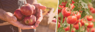 banner for: Agricultural market dashboards - FRUIT and VEGETABLES Template