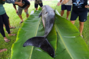 Kiaʻi Kanaloa and Hui Hoʻoleimaluō members respond to a stranded palaoa (whale), a Kogia calf, on Hawaiʻi Island.