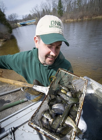 a smiling man in DNR ballcap and green T-shirt holds a handled net full of slender, silvery-black rainbow trout, ready to stock the AuSable River