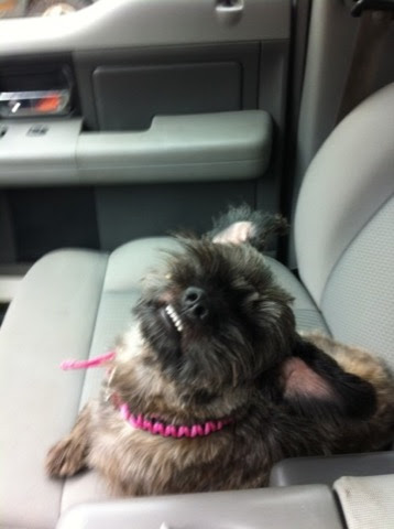 Dog-car-passenger-smile