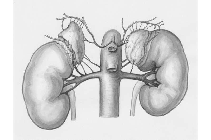 kidney