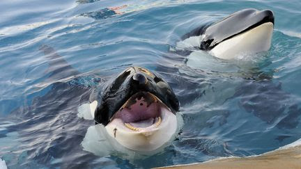 Mort d'une orque au Marineland d'Antibes : l'association One Voice va 'déposer plainte' pour 'mauvais traitements'