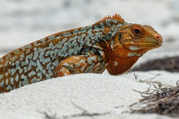 A lizard on the sandDescription automatically generated