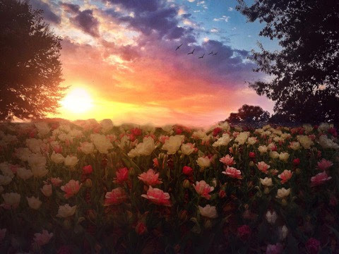 Summer-Roses-Evening