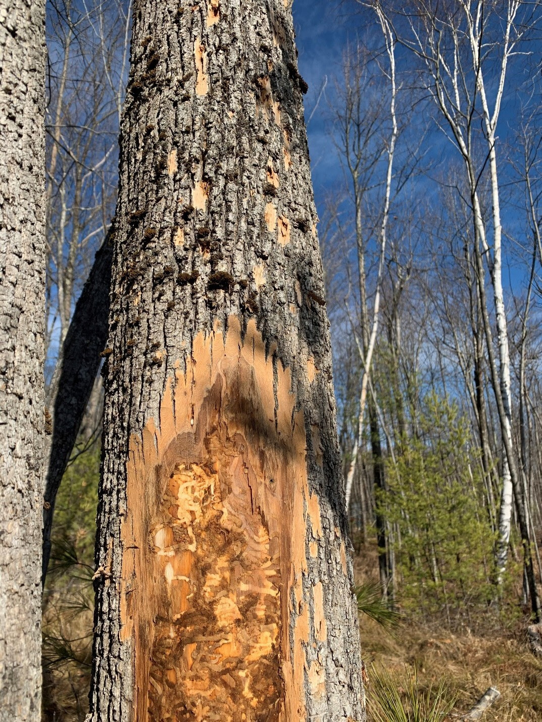 A tree trunk with the bark stripped off