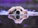 Training dogs to dunk could save their lives