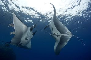 Bahamas, US: Diving with sharks