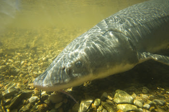 A close up of a lake sturgeon in water.