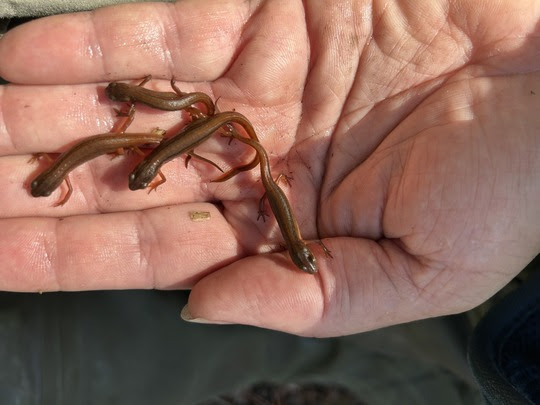 Striped newts in a researcher's hand