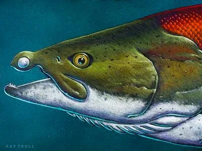 These Massive, Extinct Salmon Had Spiky Teeth Like a Warthog's Tusks image