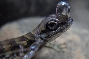 Anoles are kind of like the chicken nuggets of the forest.