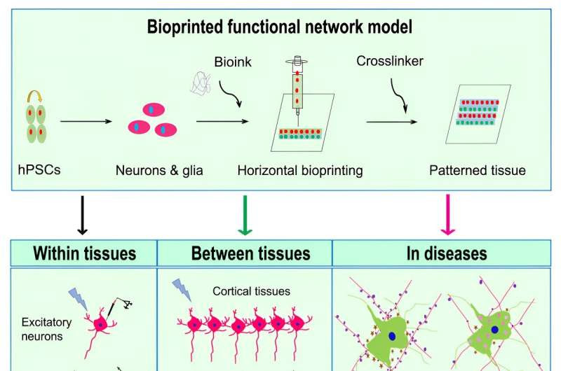 Researchers produce the first 3D-printed functional human brain tissue