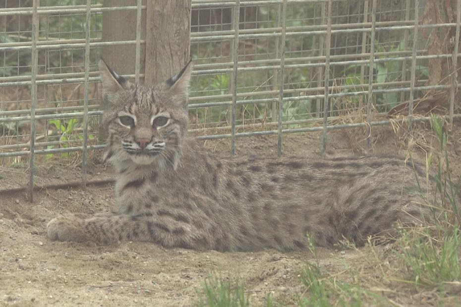 'Comment peut-on imaginer avoir un lynx à la maison?' Un jeune félin de 7 mois recueilli par Tonga Terre d'Accueil