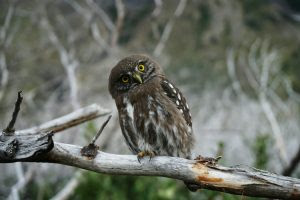 An owl perched on a branch looking inquisitively at the camera.