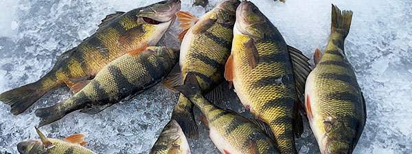 Ice Fishing, a Focus on Perch