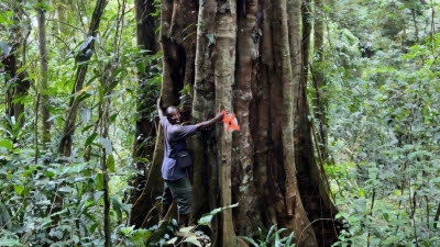 Nueva especie de árbol gigante tropical descubierta en Tanzania