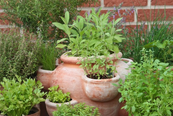 Herbs growing in clay pot