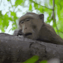 A GIF of a tired monkey.