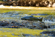 Chinook salmon migrating upstream
