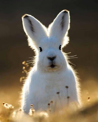 Love-Listen-Rabbit-Ears
