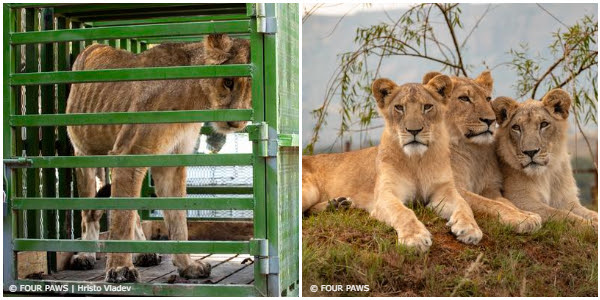 (Left) Lioness Mina kept in Kassala Zoo / (Right) The Sudan Lions at LIONSROCK Big Cat Sanctuary in Bethlehem, South Africa.