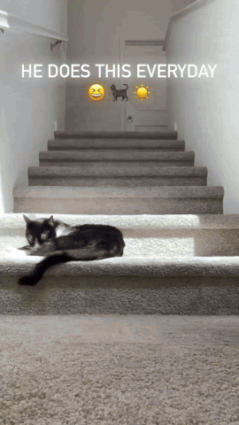 Cat-Sleeping-on-stairs-in-sunshine