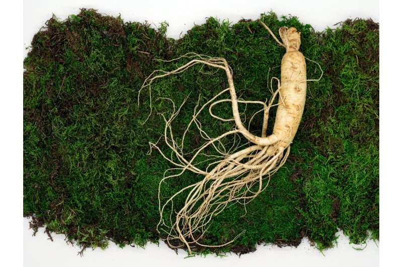 ginseng