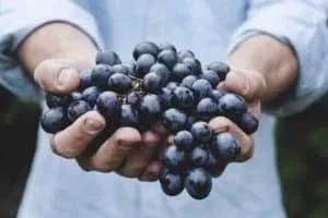 Grape-based compounds kill colon cancer stem cells in mice