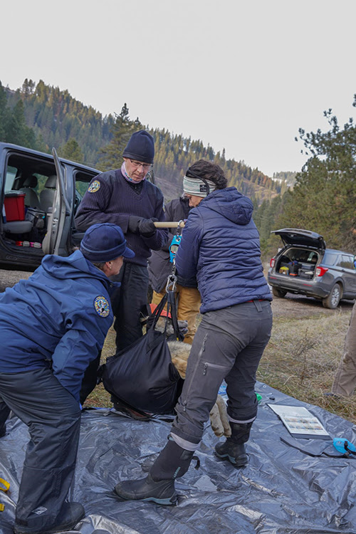 Colorado Parks And Wildlife Successfully Releases Gray Wolves On ...