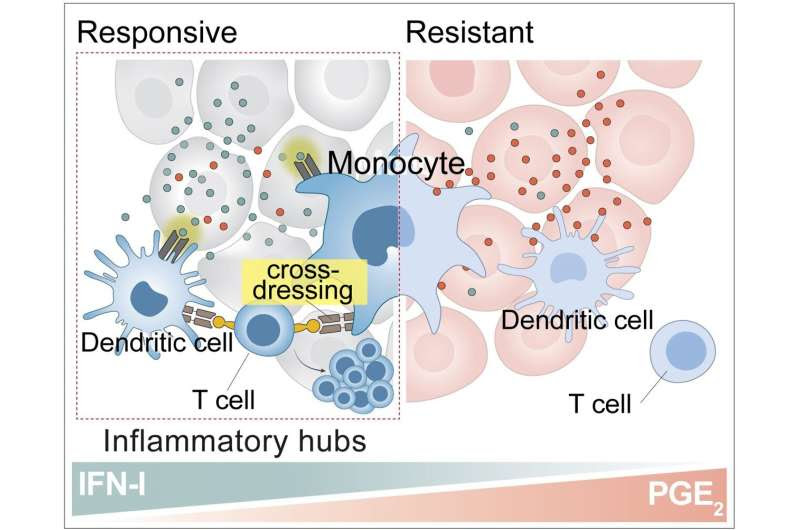 A turning point for cancer treatment: monocytes boost T-cells in immunotherapy