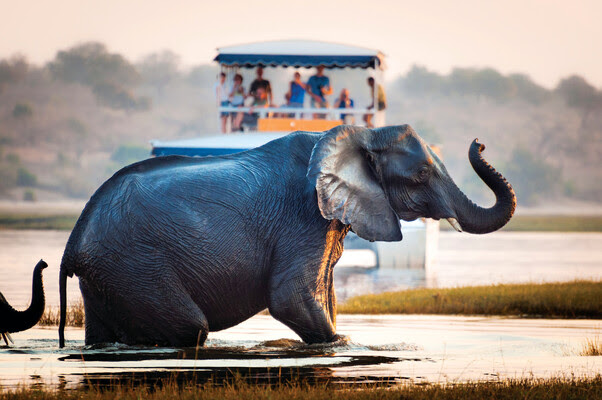 Botswana, Chobe National Park, boat safari