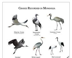 Image de Demoiselle crane in Mongolia