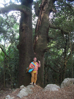 Risultati immagini per indica un albero paolo d'arpini