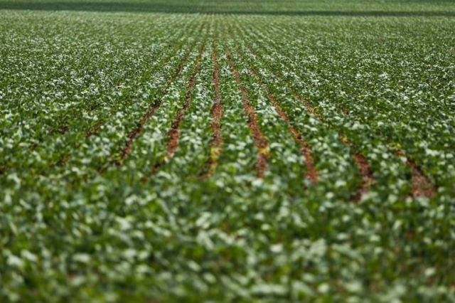 Plantações de soja foram o tipo de lavoura com mais registros de intoxicações por agrotóxicos agrícolas desde 2019