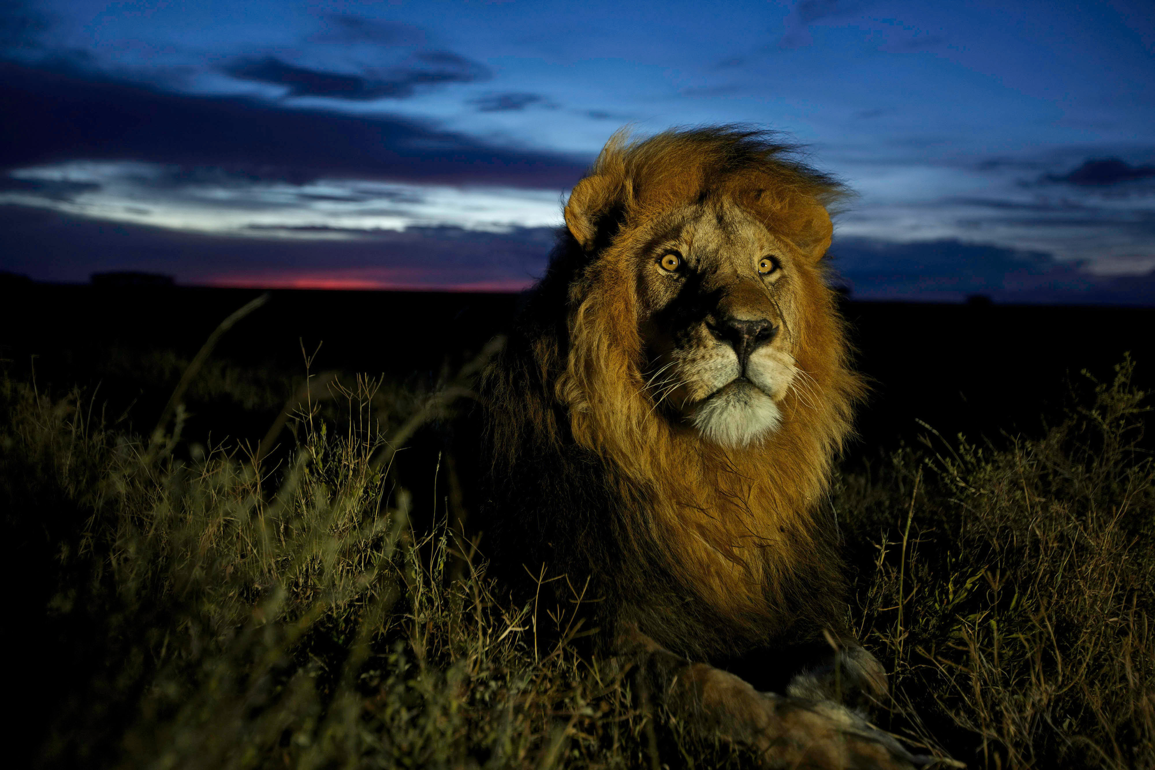 A male lion lying down at sunset in Tanzania’s Serengeti National Park. © undefined