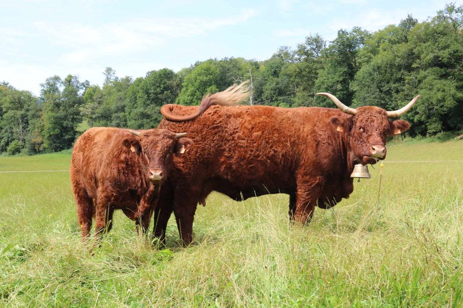 'Elle est sympa, franche et sait ce qu’elle veut' : voici Orange, la vache salers égérie du Sommet de l'élevage 2024