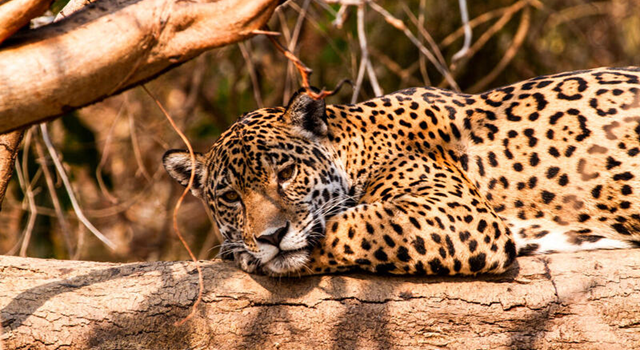 Jaguar (Panthera onca) in Pantanal, Brazil