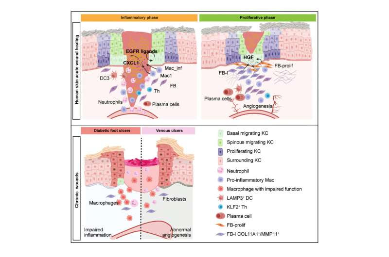 New study reveals new insights into wound healing