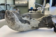 The right jawbone of a walrus discovered during a NOAA dredge survey in 2024. Credit: NOAA Fisheries/Jonathan Duquette