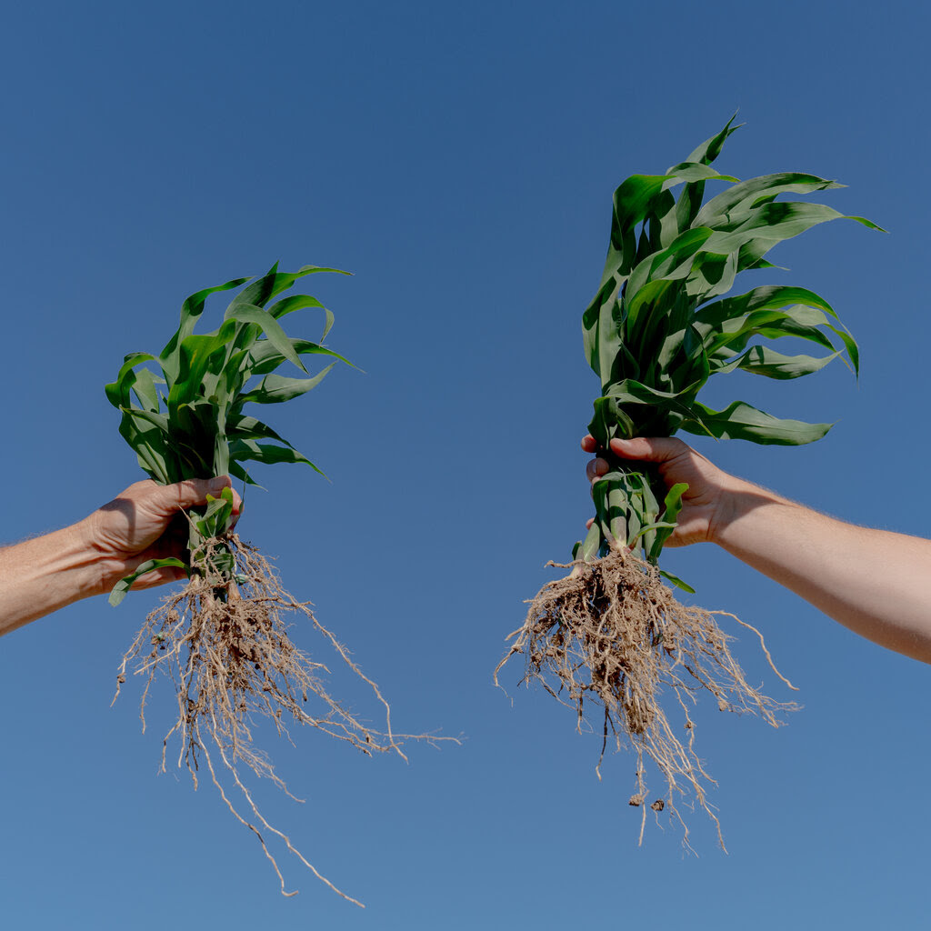 On the left, a person’s arm outstretched, holding a small corn plant. On the right, an arm holding a larger corn plant.