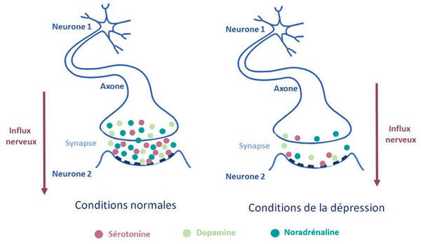 neurones