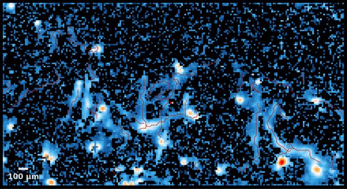 Visualization of motor neuron electrical activity using a high-density microelectrode array