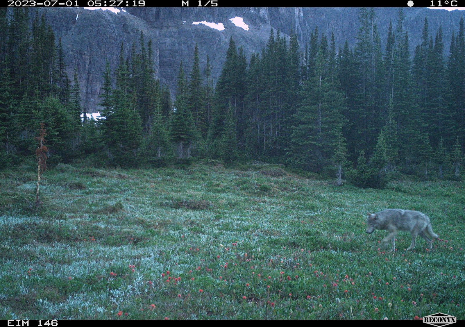 A remote camera image of grey coloured wolf.